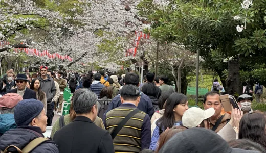 お花見